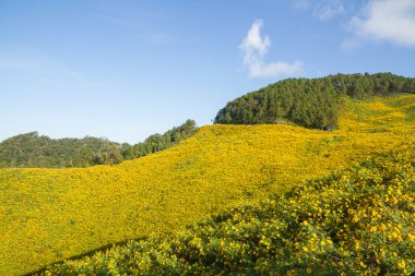 Meksikalı ayçiçeği