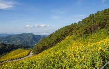 Meksikalı ayçiçeği