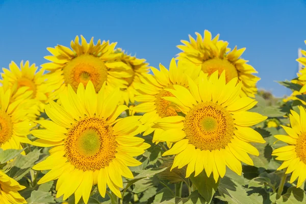 Girasol — Foto de Stock