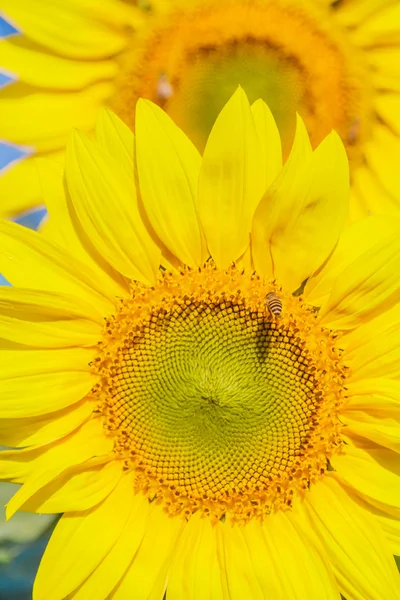 Girasol — Foto de Stock