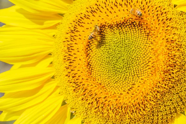 Girasol — Foto de Stock