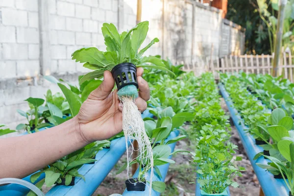 Vegetable planting water hydroponics — Stock Photo, Image