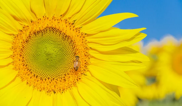 Sunflower — Stock Photo, Image