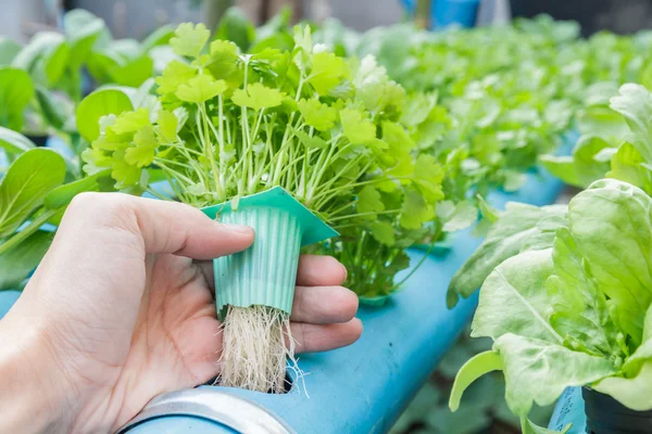 Hand hold Coriander planting Water Hydroponics — Stock Photo, Image