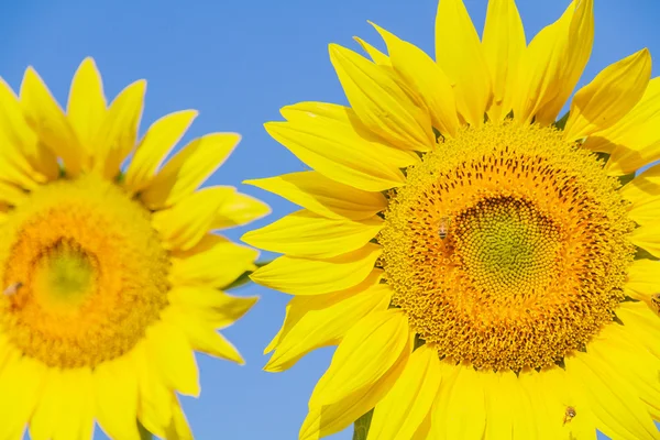 Girasol — Foto de Stock