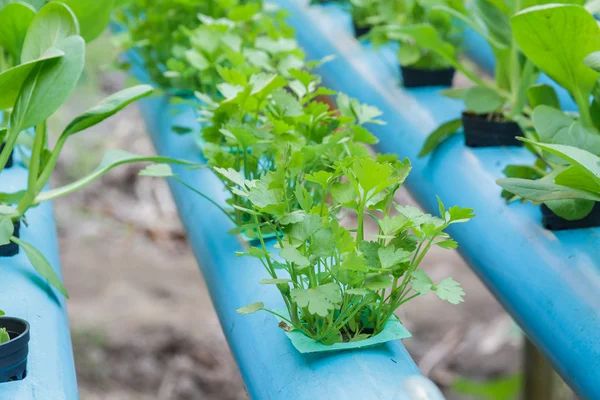 Coriander planting Water Hydroponics — Stock Photo, Image