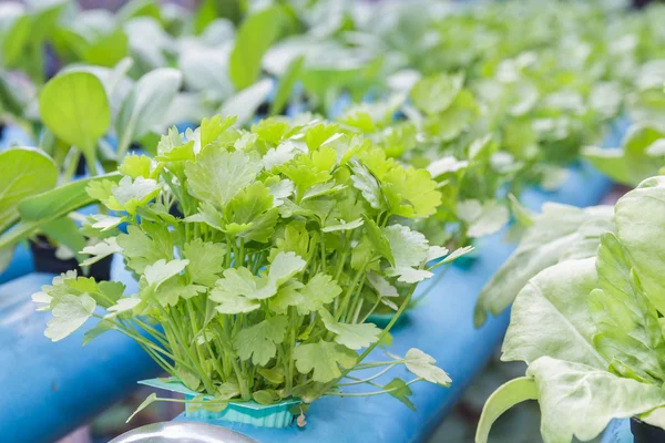 Coentro plantando hidroponia da água — Fotografia de Stock