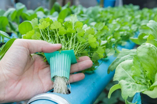 Hand houden koriander planten Water hydrocultuur — Stockfoto