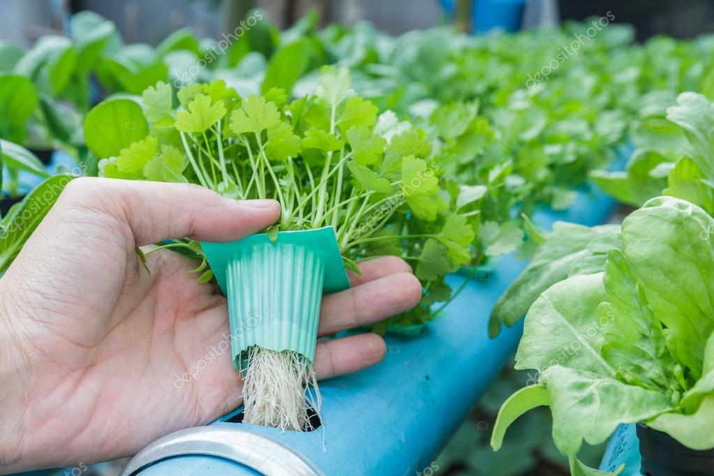 Hand hold Coriander planting Water Hydroponics — Stock Photo © suksao