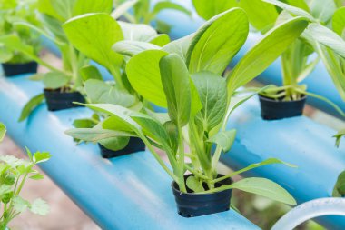 Çin lahanası su Hydroponics dikim