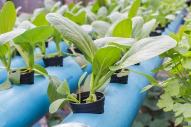 Çin lahanası su Hydroponics dikim