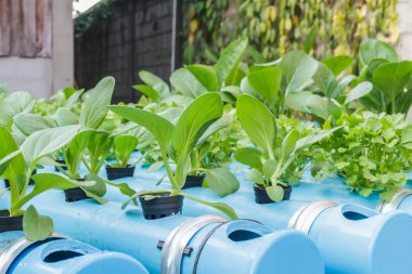 Çin lahanası ve kişniş