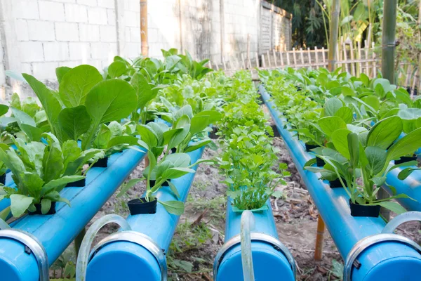 Plantation de légumes hydroponiques Photo De Stock