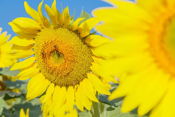 Girasol — Foto de Stock