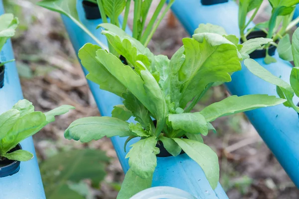 Chrysanthemum coronarium planting Water Hydroponics — Stock Photo, Image
