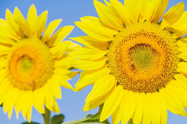 Girasol — Foto de Stock