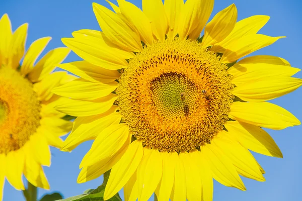 Girasol — Foto de Stock