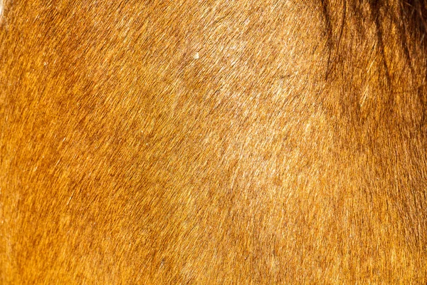 Кожа лошади — стоковое фото