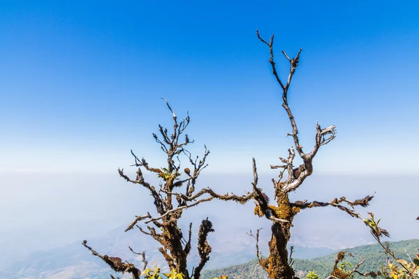 Árbol marchito — Foto de Stock