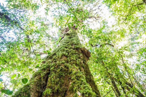 The Big Tree — Stock Photo, Image