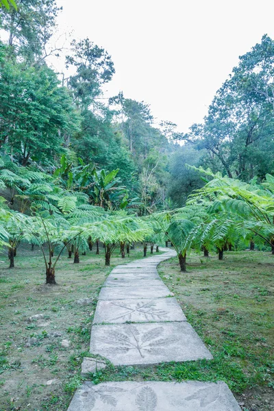 Forest footpath — Stock Photo, Image