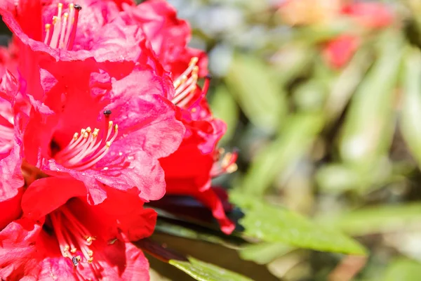 Rhododendron arboreum blomma — Stockfoto