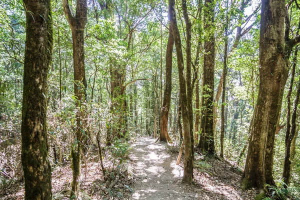 Forest footpath — Stock Photo, Image