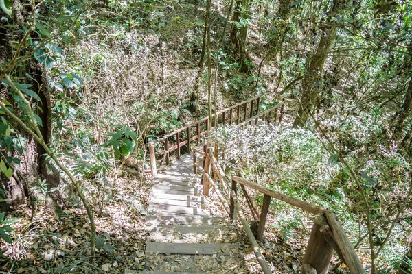 Bos voetpad — Stockfoto