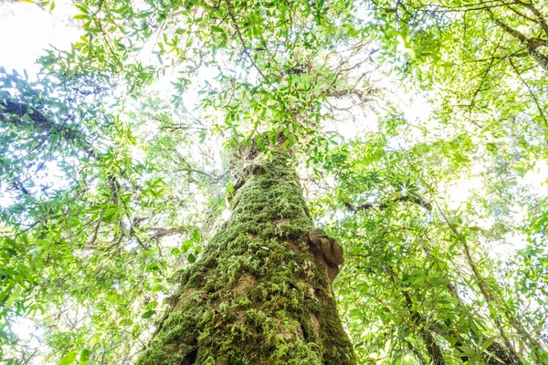 De grote boom — Stockfoto