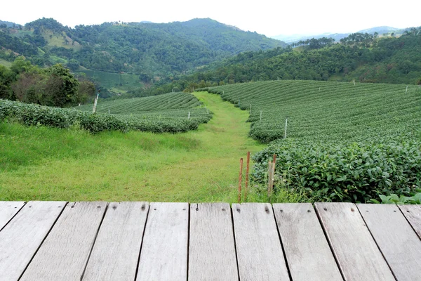 Tea plantation — Stock Photo, Image