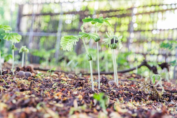 Tamarinds sprout — Stock Photo, Image