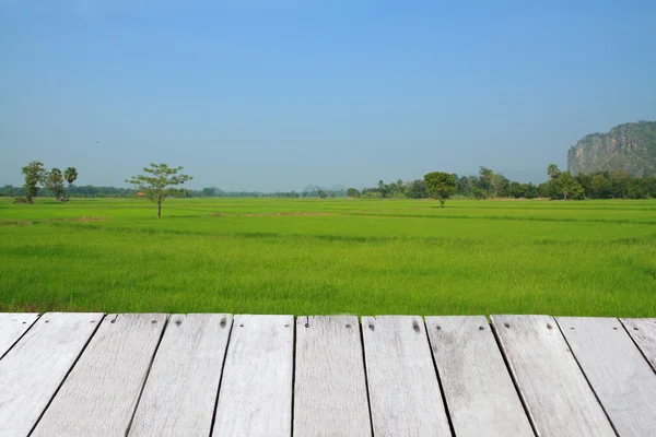 Campo de arroz paddy — Fotografia de Stock