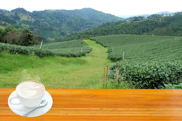 Tea plantation — Stock Photo, Image