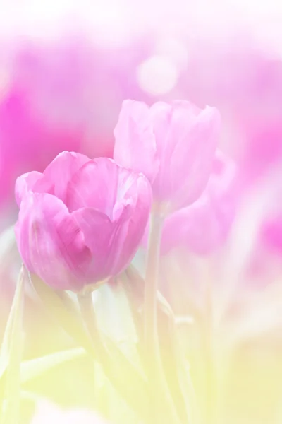 Tulipanes flor — Foto de Stock