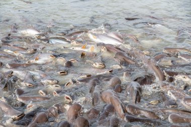 siyah kulak yayın balığı