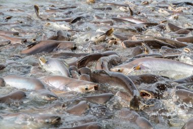 siyah kulak yayın balığı