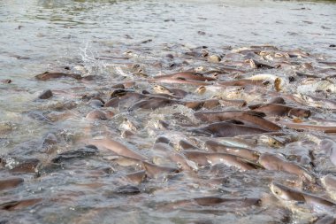siyah kulak yayın balığı