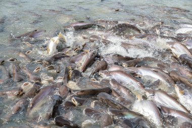 siyah kulak yayın balığı