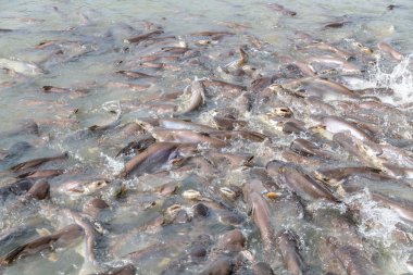 siyah kulak yayın balığı