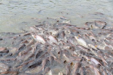 siyah kulak yayın balığı