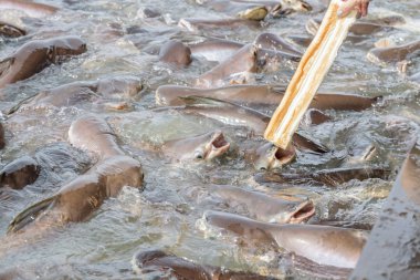 siyah kulak yayın balığı