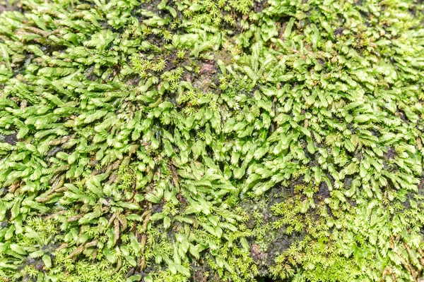 Moss. —  Fotos de Stock