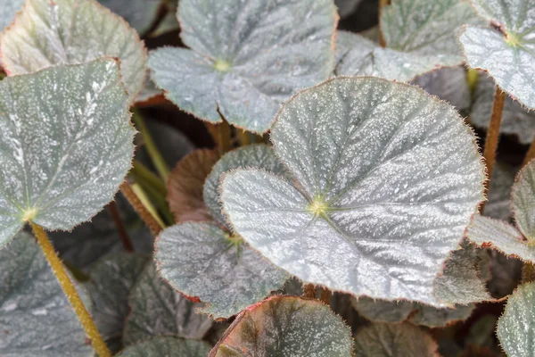 Begonia — Foto de Stock