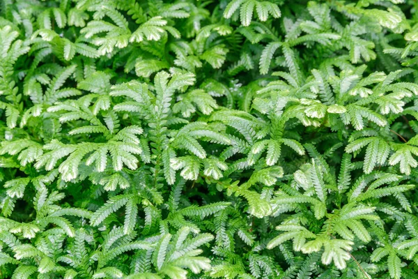 Boston Fern — Stockfoto