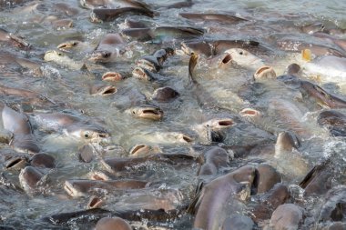 siyah kulak yayın balığı