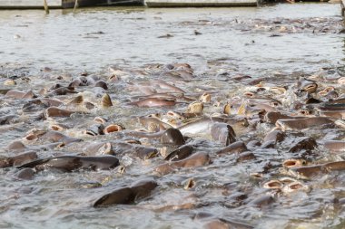 siyah kulak yayın balığı