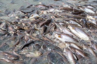 siyah kulak yayın balığı