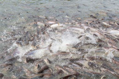 siyah kulak yayın balığı