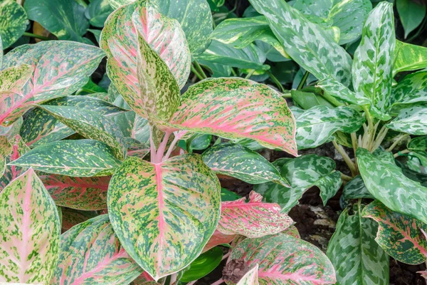 Aglaonema — Fotografia de Stock