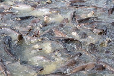 siyah kulak yayın balığı